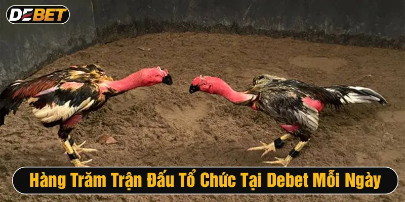 Tại Debet, mỗi ngày có hơn 200 trận đá gà chọi trực tiếp từ các sới nổi tiếng