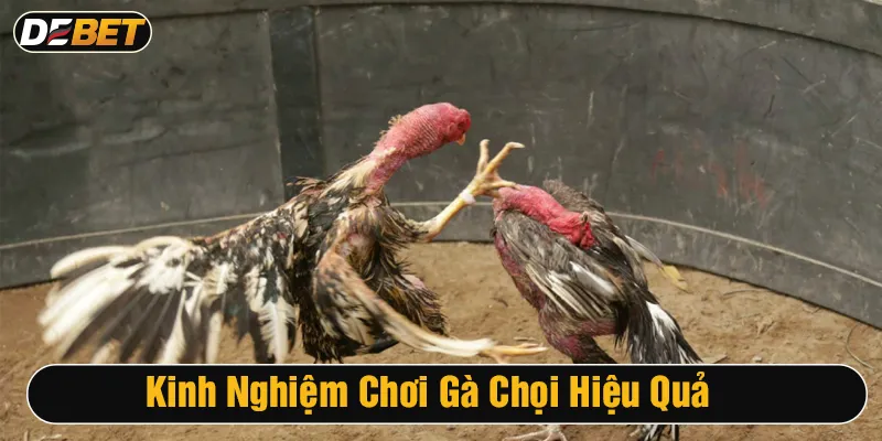 Nguyên tắc xác định thắng thua khi chơi đá gà chọi tuân thủ 4 điểm chính sau